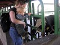 farm meet cow